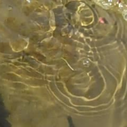 Huge  Tadpole is Released