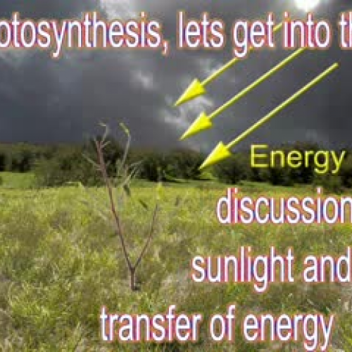 Photosynthesis