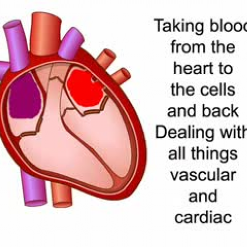 Circulatory System