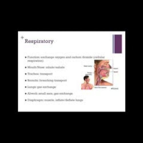 Human Organ Systems B