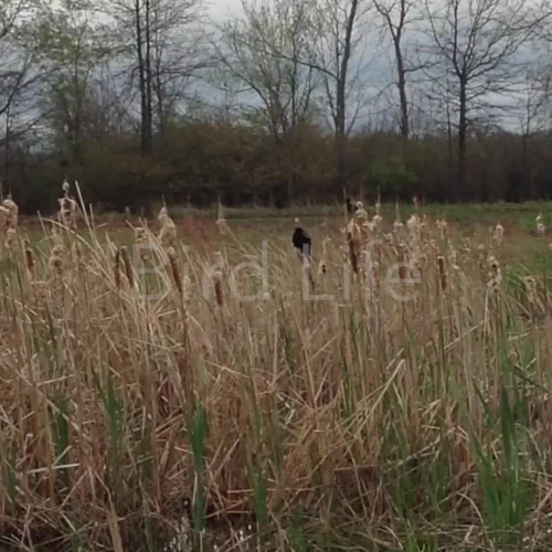 The Red-Winged Blackbird