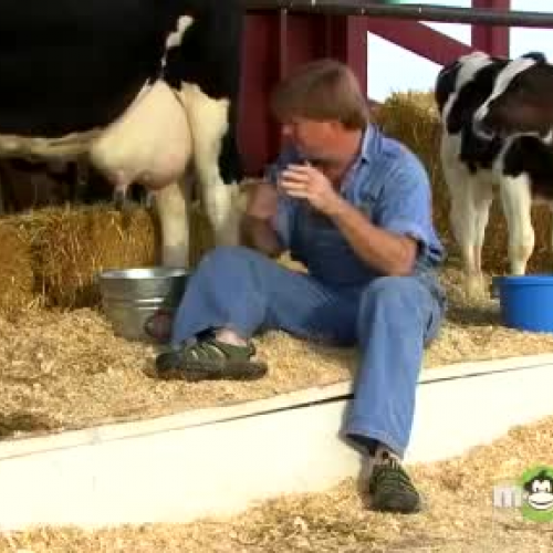 Milking a cow by Hand