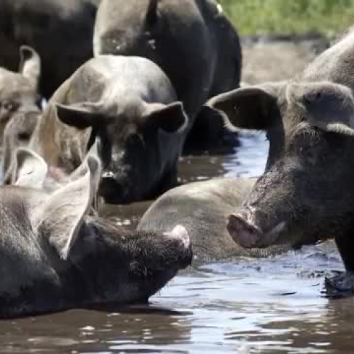 Pigs-Our Squealing Friends