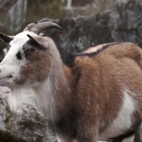 Goats on the Farm