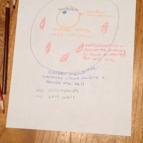 Animal Cell Drawing - Regular science