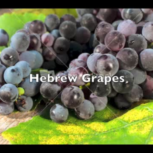 Hebrew Grape Words