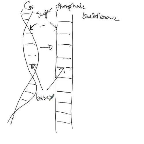 Structure of DNA`