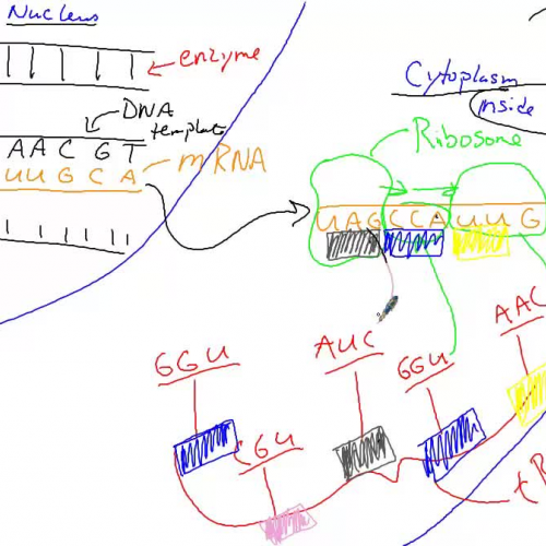 Protein synthesis