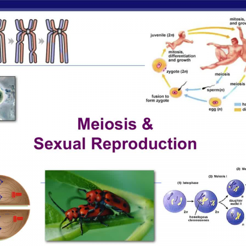 Introduction to Meiosis