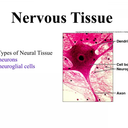 Neural Tissue