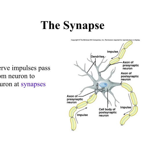 The Synapse