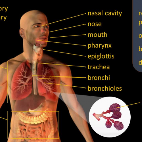 Respiratory System Vocabulary