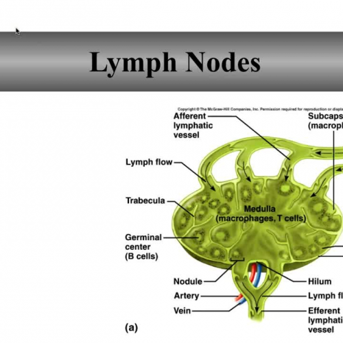 Lymph nodes