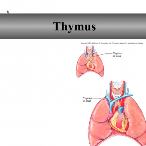 Thymus and Spleen