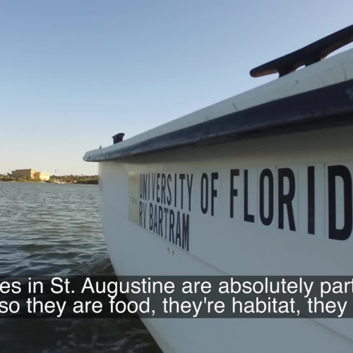 Oyster Restoration